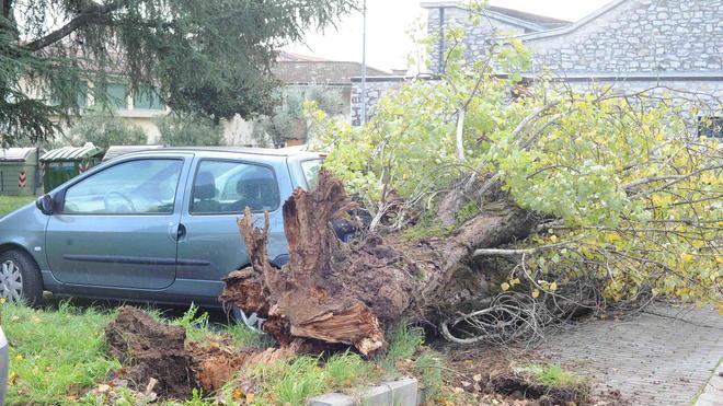 Albero si abbatte sulle auto in sosta