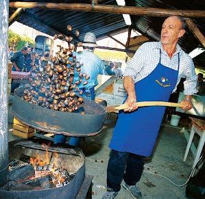 Stagione nera per le castagne, colpa di siccità e cinipidi