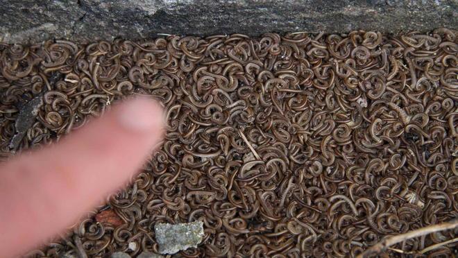 Notti insonni a Paperino per l’invasione dei vermi 