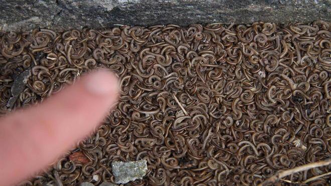 Notti insonni a Paperino per l’invasione dei vermi
