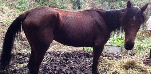 Salvato dalla Forestale cavallo malato e denutrito 
