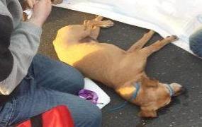 Misteriosa morte di un cagnolino 