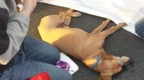Misteriosa morte di un cagnolino