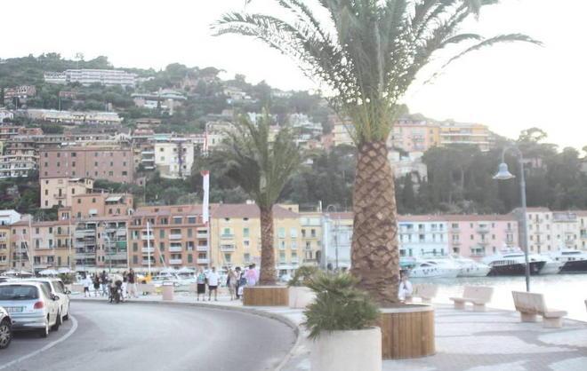 Le palme sono in serio pericolo L’Argentario corre ai ripari