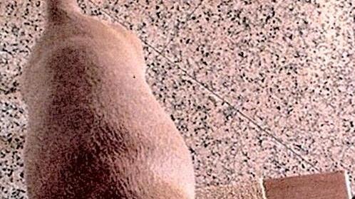 Cane smarrito a Nazzano e avvistato in piazza Alberica