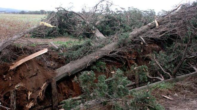 Cipressi abbattuti per consentire la bonifica dei fossi