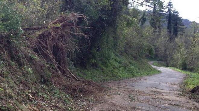 Alberi sradicati e tetti scoperchiati per il forte vento