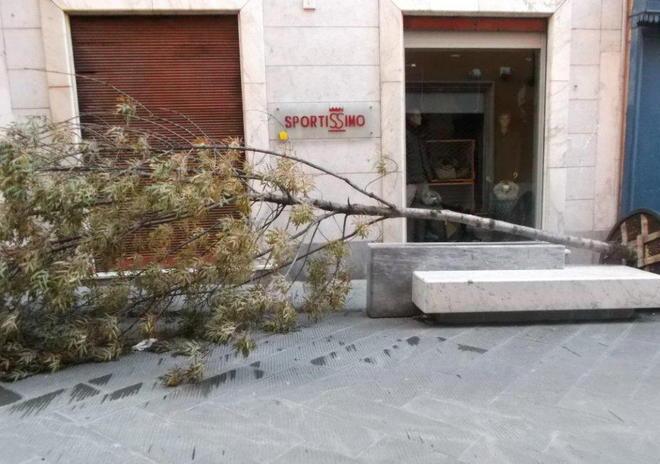 Giù due alberi a Marina e Montia 
