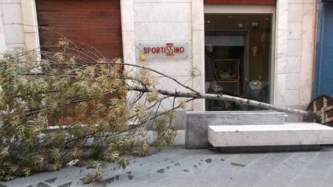Giù due alberi a Marina e Montia