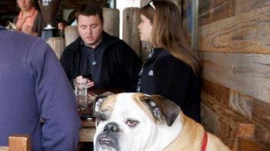 Sei un pantofolaio? Allora prenditi un bulldog