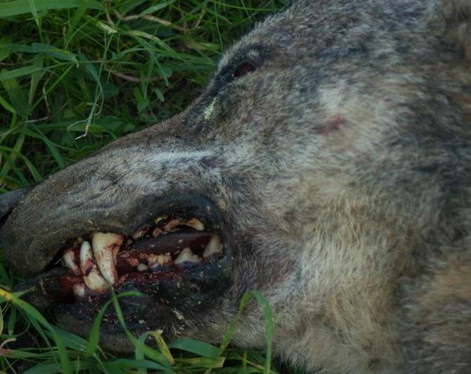 Lupo morto: sparisce la carcassa, giallo a Roselle 