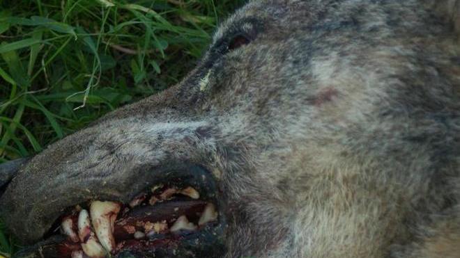 Lupo morto: sparisce la carcassa, giallo a Roselle