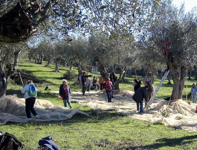 Ci sarà meno olio, ma di ottima qualità 