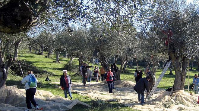 Ci sarà meno olio, ma di ottima qualità