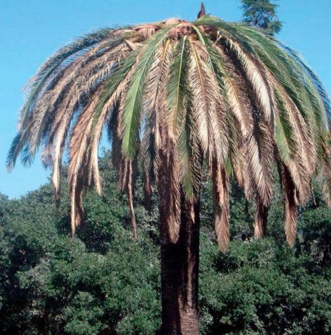 È scattato l’allarme Punteruolo rosso palme da abbattere 