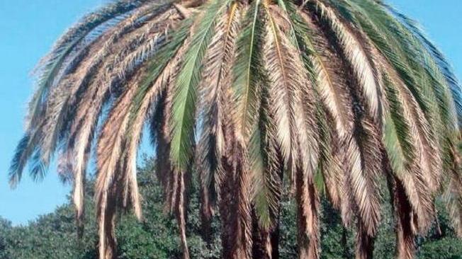 È scattato l’allarme Punteruolo rosso palme da abbattere