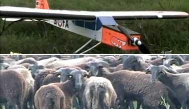 Pecore stressate dagli aeroplanini: arriva anche Striscia 