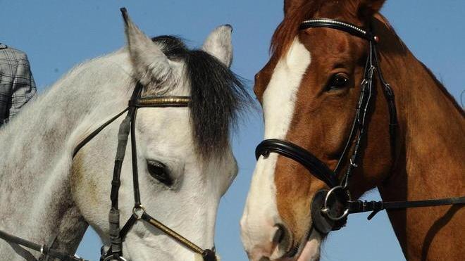 Al Castellaccio con i cavalli si aiutano i bimbi