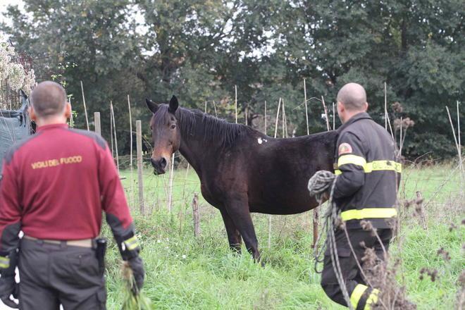 Cavallo fugge dalla stalla, intervengono polizia e Vigili del fuoco 