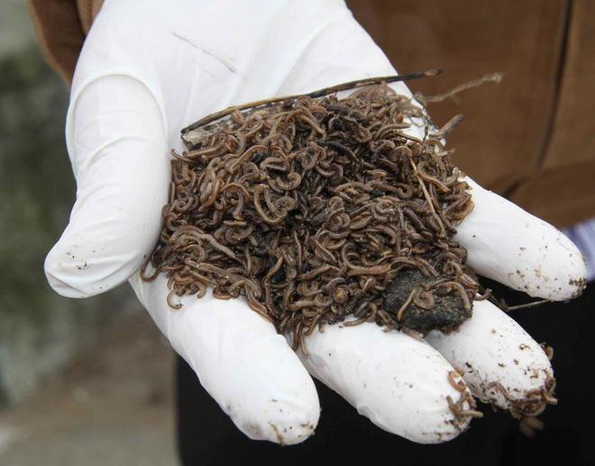 In campo l’entomologo: sbancamento e insetticida