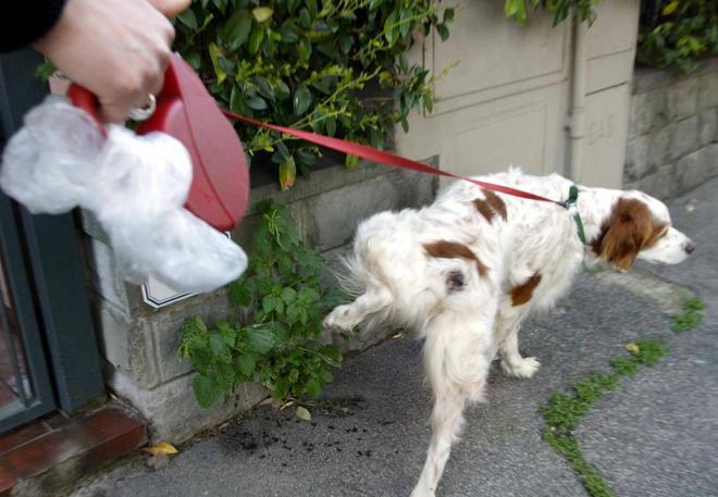 «Stop ai cani in via Grande, sporcano ovunque» 