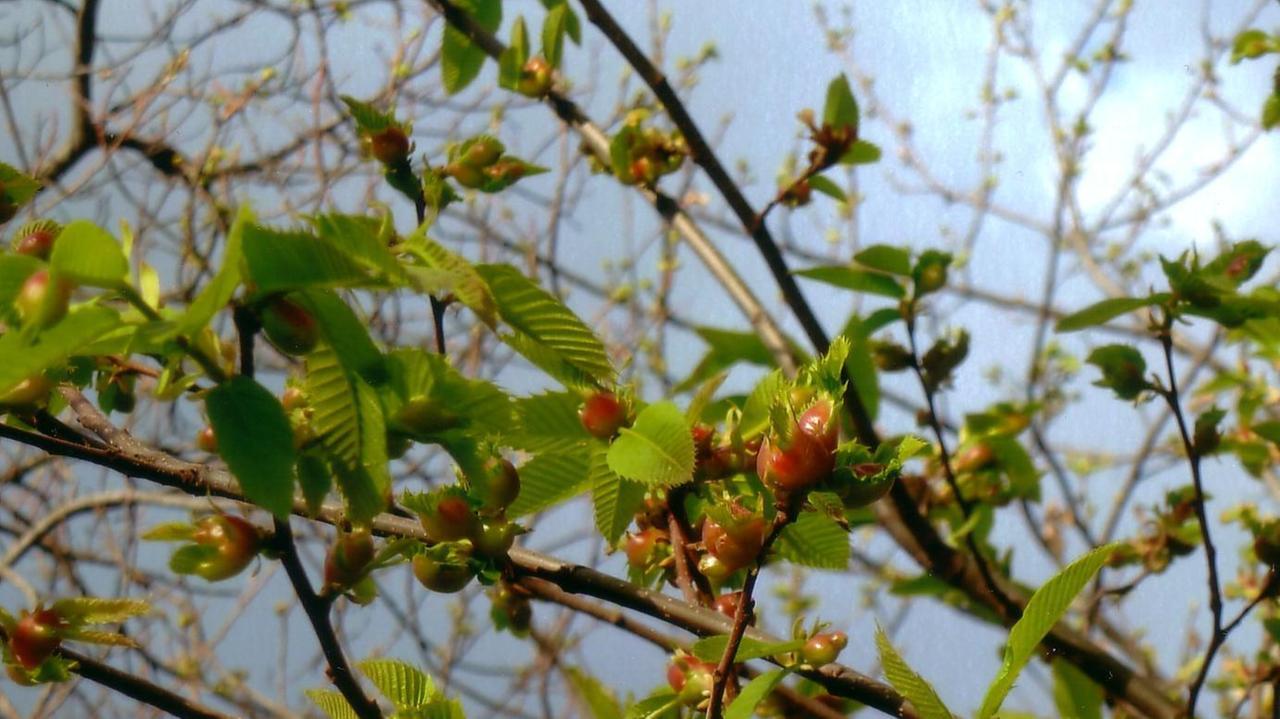 Una mosca per salvare i castagni