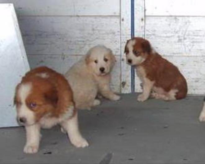 Sei cagnolini abbandonati ai cassonetti dei rifiuti e salvati in extremis 
