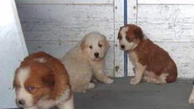 Sei cagnolini abbandonati ai cassonetti dei rifiuti e salvati in extremis
