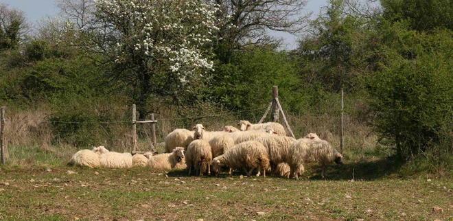 Stragi di pecore «Ho perso cento capi da marzo» 