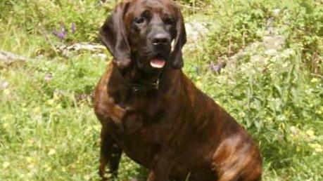 Ecco i cani specializzati nel recupero selvaggina