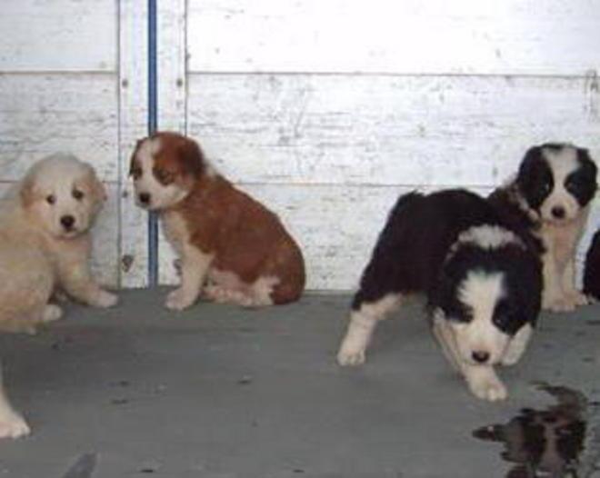 Già tutti adottati i cuccioli abbandonati ai cassonetti dei rifiuti 