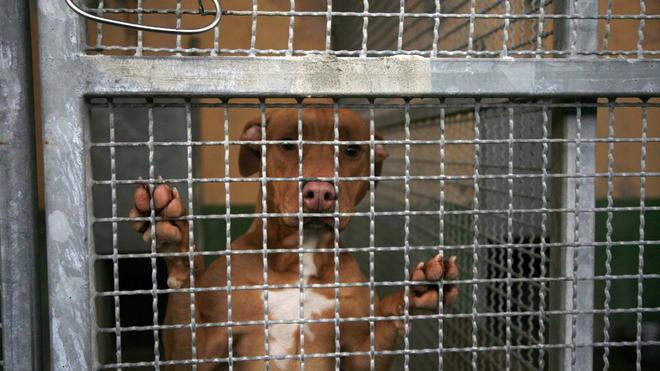 Torna a casa la pit-bull sequestrata: nessun maltrattamento