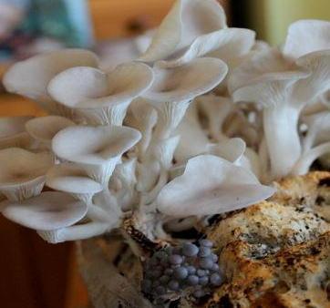 Funghi dagli scarti del caffè 