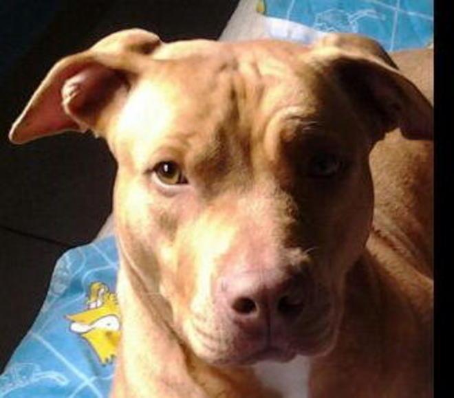 Libera la pit-bull sequestrata L’Asl: nessun maltrattamento