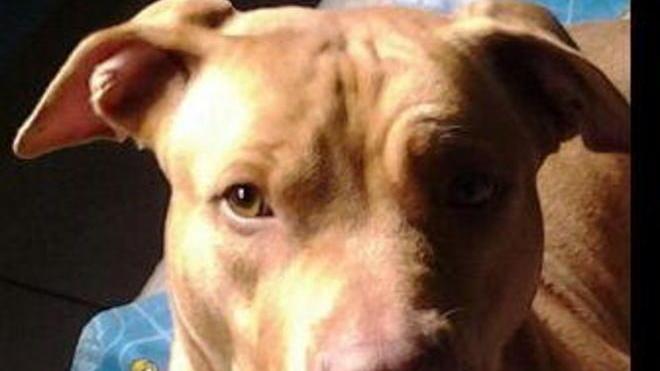 Libera la pit-bull sequestrata L’Asl: nessun maltrattamento