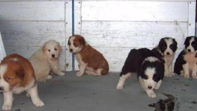 Tutti adottati i cuccioli abbandonati