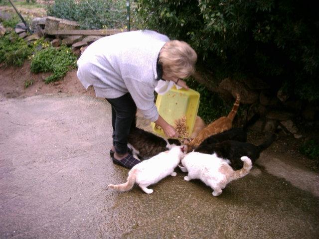 Chi sfama i gatti senza avere la qualifica Asl rischia la multa 