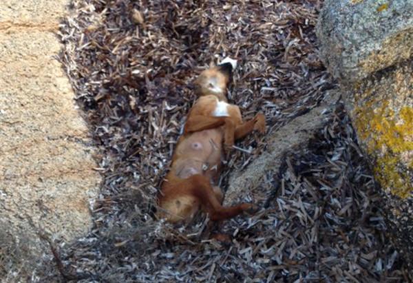 Palau, orrore sulla scogliera: due cani uccisi a picconate 