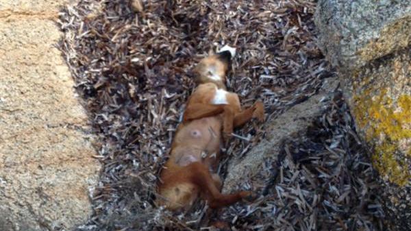 Palau, orrore sulla scogliera: due cani uccisi a picconate 