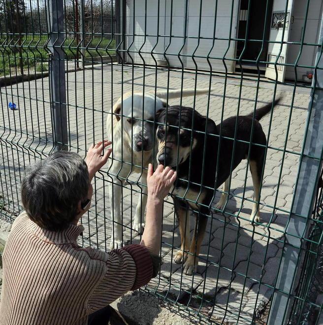 Nuovo canile, lavori mai avviati la Regione revoca 500mila euro 