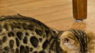 Dietro la richiesta d’aiuto per il gatto c’è la truffa