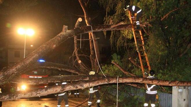 Il Comune pianterà 190 nuovi alberi