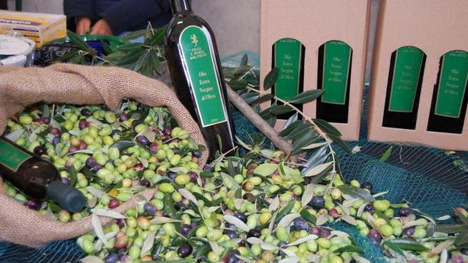 A Camaiore la sfida per scegliere l’olio più buono