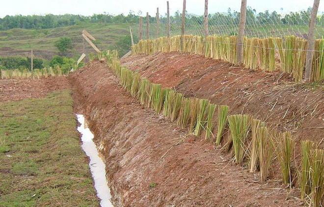 Coldiretti: «Vetiver anti frane» 