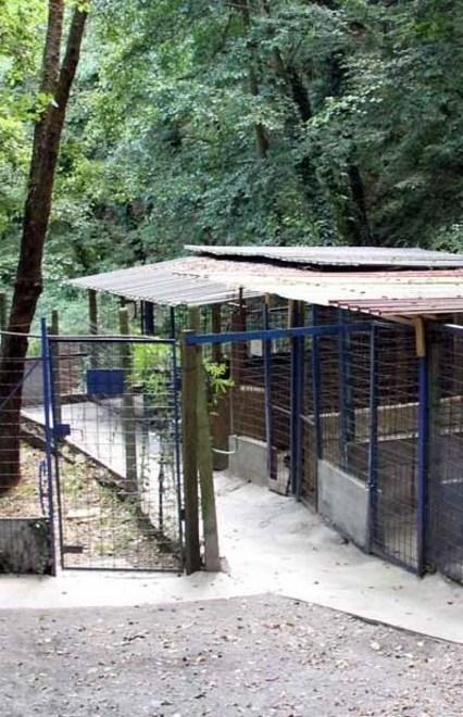 Molosso fugge e sbrana cagnolino 
