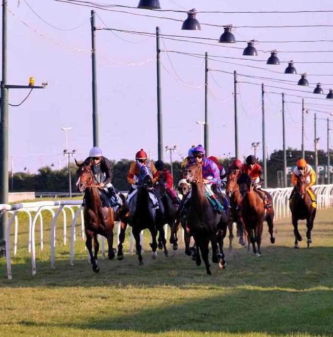 Caprilli, tutti in pista Perfect Partner cavallo da battere