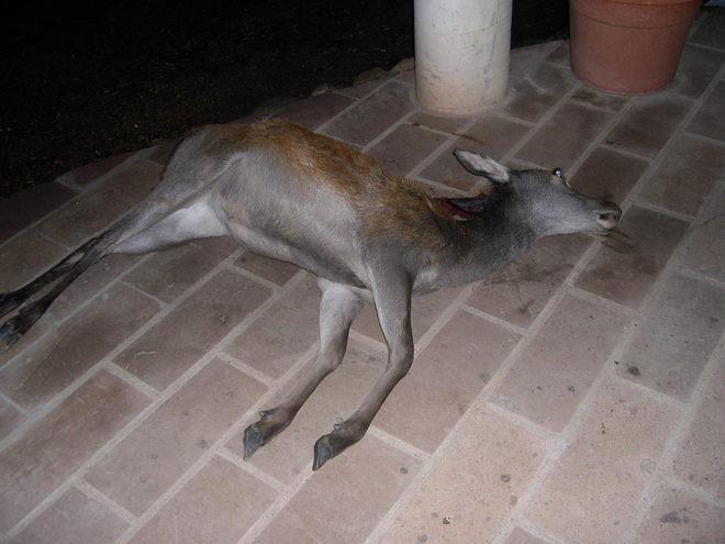 Cagliari, cacciatori si vantano su Facebook di aver ucciso animali di specie protette 