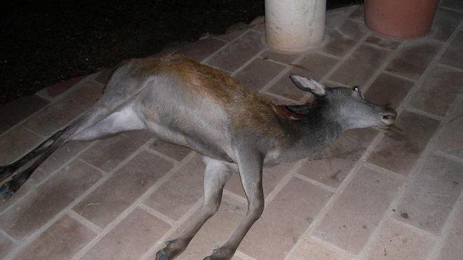 Cagliari, cacciatori si vantano su Facebook di aver ucciso animali di specie protette 