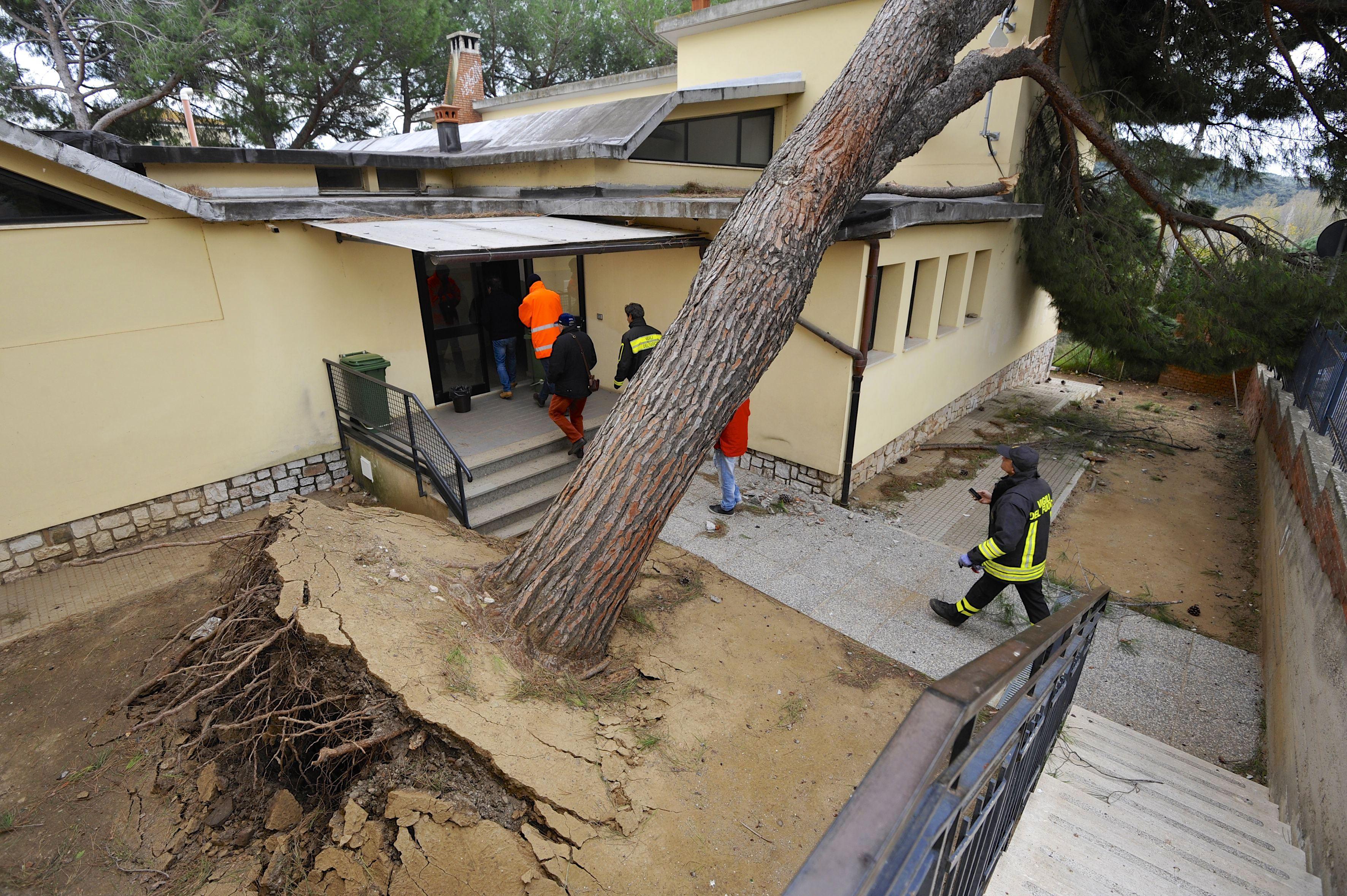 Maltempo, pino sradicato rischia di crollare sulla scuola 