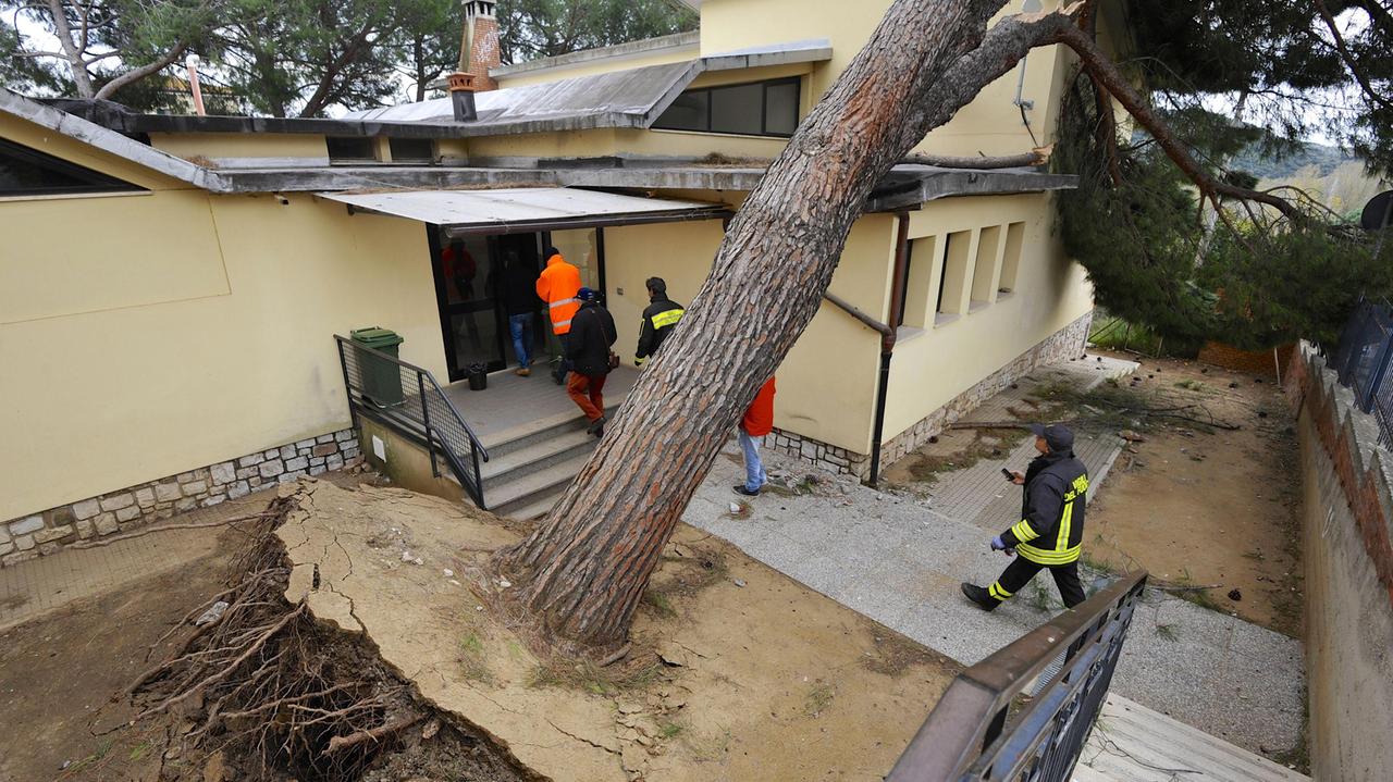 Maltempo, pino sradicato rischia di crollare sulla scuola